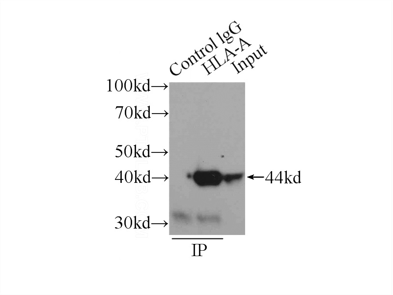 IP Result of anti-HLA class I (HLA-A) (IP:Catalog No:111414, 3ug; Detection:Catalog No:111414 1:500) with HepG2 cells lysate 1720ug.