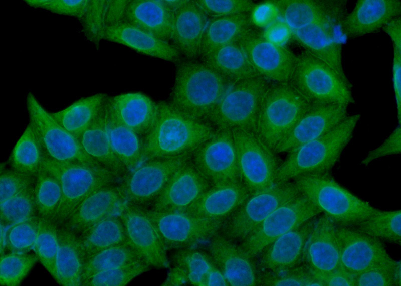 Immunofluorescent analysis of (-20oc Ethanol) fixed HeLa cells using Catalog No:113001(MYPT1 Antibody) at dilution of 1:50 and Alexa Fluor 488-congugated AffiniPure Goat Anti-Rabbit IgG(H+L)