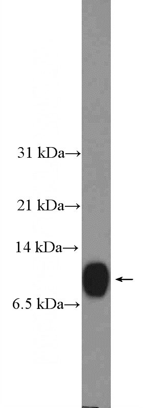 HeLa cells were subjected to SDS PAGE followed by western blot with Catalog No:109559(CRIP1 Antibody) at dilution of 1:600