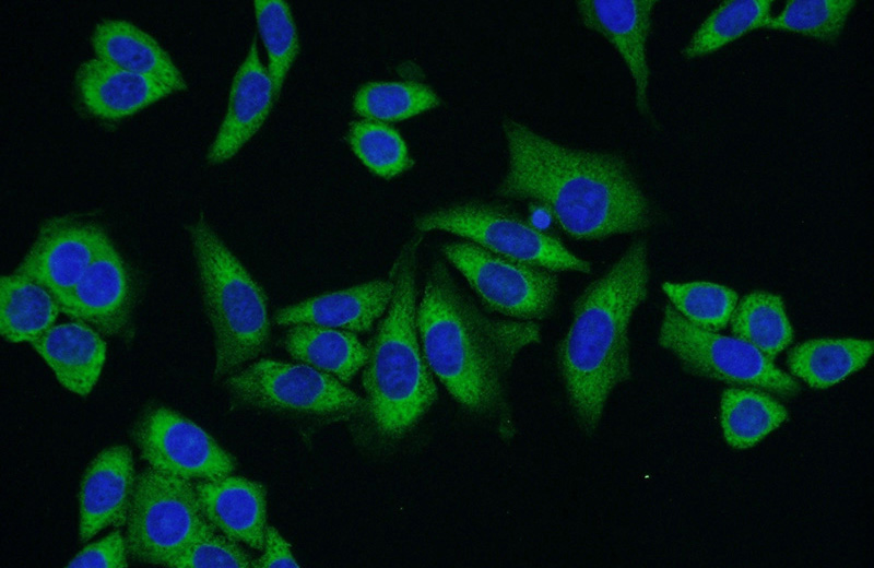 Immunofluorescent analysis of HeLa cells using Catalog No:113367(NUFIP2 Antibody) at dilution of 1:50 and Alexa Fluor 488-congugated AffiniPure Goat Anti-Rabbit IgG(H+L)