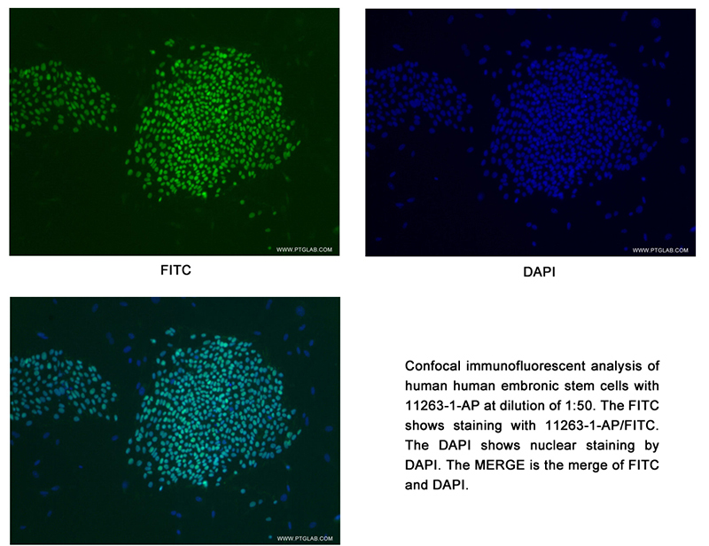 Confocal immunofluorescent analysis of human embronic stem cells with Catalog No:113318 at dilution of 1:50. The FITC shows staining with Catalog No:113318/FITC. The DAPI shows nuclear staining by DAPI. The MERGE is the merge of FITC and DAPI.