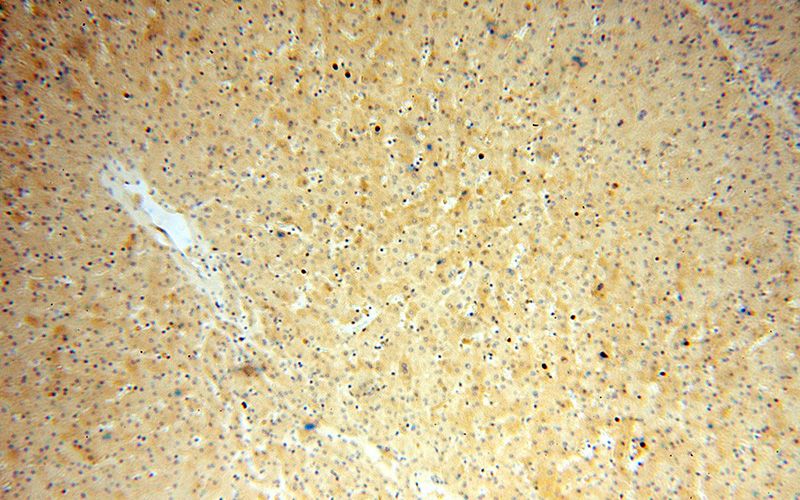 Immunohistochemical of paraffin-embedded human liver using Catalog No:108356(ATP5I antibody) at dilution of 1:50 (under 10x lens)