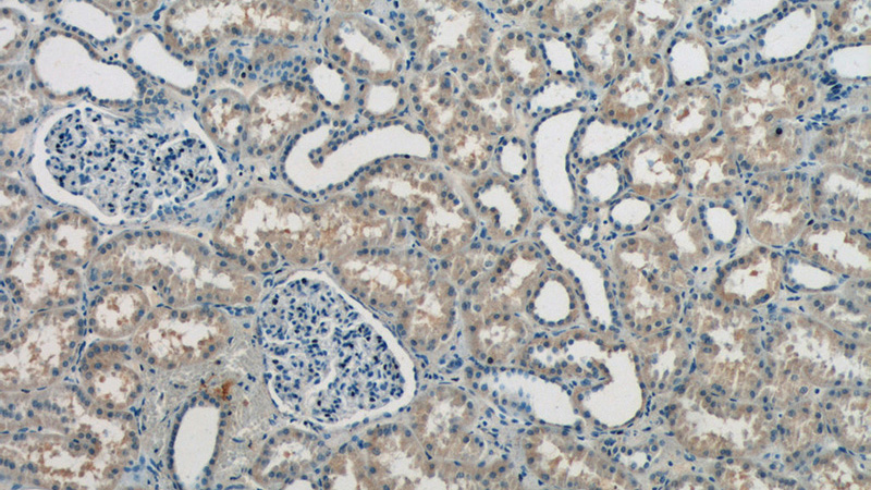 Immunohistochemistry of paraffin-embedded human kidney tissue slide using Catalog No:108302(ATP6AP1 Antibody) at dilution of 1:50 (under 10x lens)
