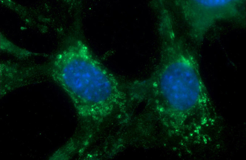 Immunofluorescent analysis of NIH/3T3 cells using Catalog No:112071(KISS1 Antibody) at dilution of 1:50 and Alexa Fluor 488-congugated AffiniPure Goat Anti-Rabbit IgG(H+L)
