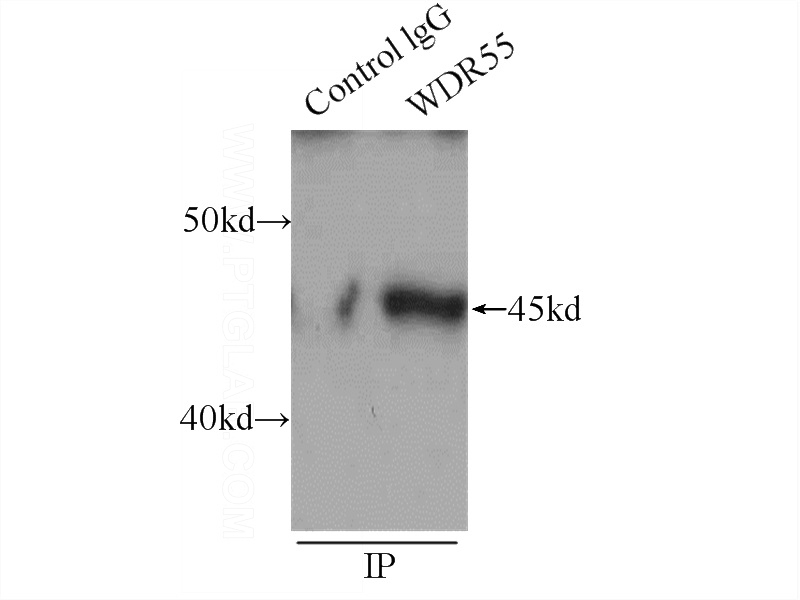 IP Result of anti-WDR55 (IP:Catalog No:116812, 4ug; Detection:Catalog No:116812 1:300) with HeLa cells lysate 3440ug.