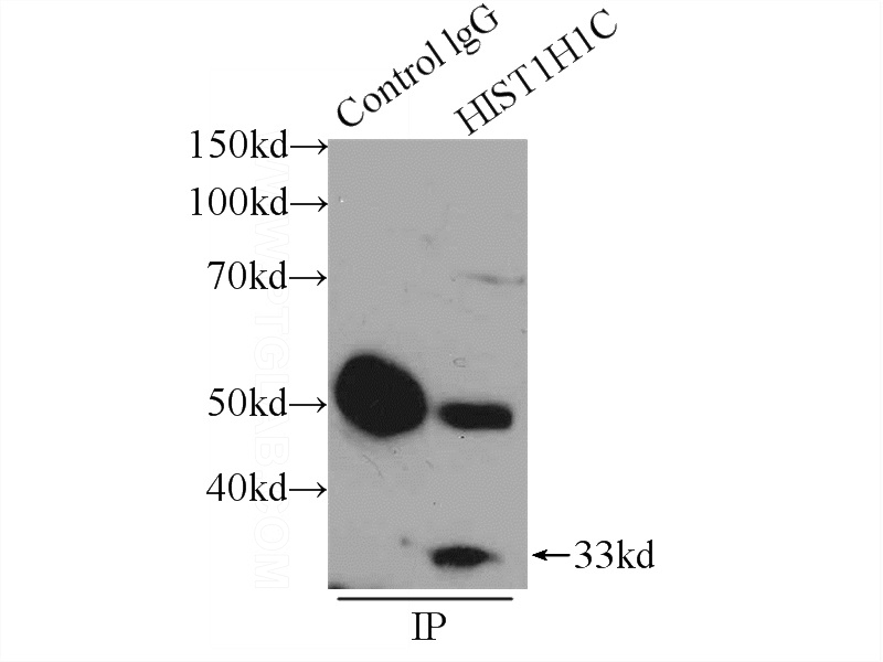 IP Result of anti-Histone H1.2 (IP:Catalog No:111403, 3ug; Detection:Catalog No:111403 1:500) with HeLa cells lysate 1600ug.