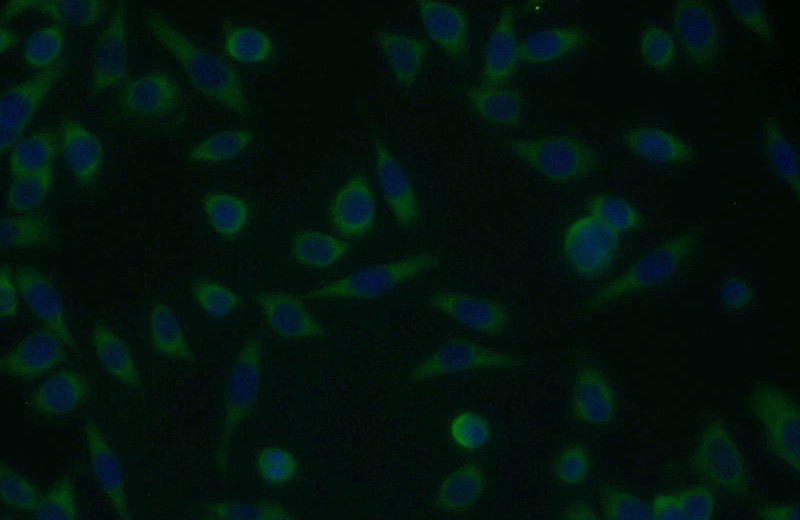Immunofluorescent analysis of MCF-7 cells using Catalog No:116675(UCK1 Antibody) at dilution of 1:25 and Alexa Fluor 488-congugated AffiniPure Goat Anti-Rabbit IgG(H+L)