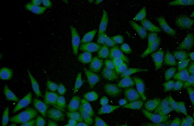 Immunofluorescent analysis of L02 cells using Catalog No:113782(PGCP Antibody) at dilution of 1:50 and Alexa Fluor 488-congugated AffiniPure Goat Anti-Rabbit IgG(H+L)