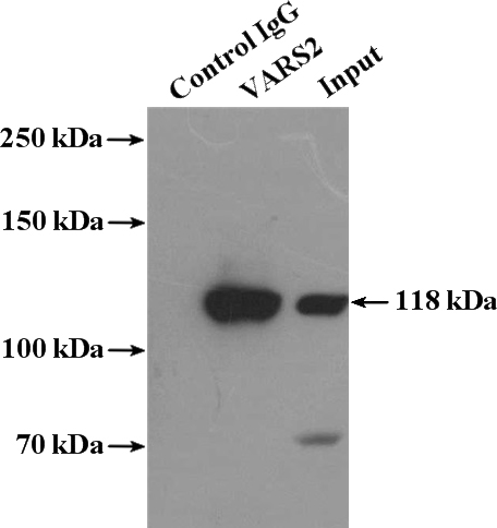 IP Result of anti-VARS2 (IP:Catalog No:116716, 4ug; Detection:Catalog No:116716 1:500) with HeLa cells lysate 2400ug.