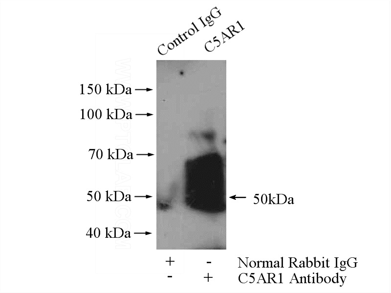 IP Result of anti-C5AR1 (IP:Catalog No:108734, 4ug; Detection:Catalog No:108734 1:600) with mouse liver tissue lysate 6400ug.