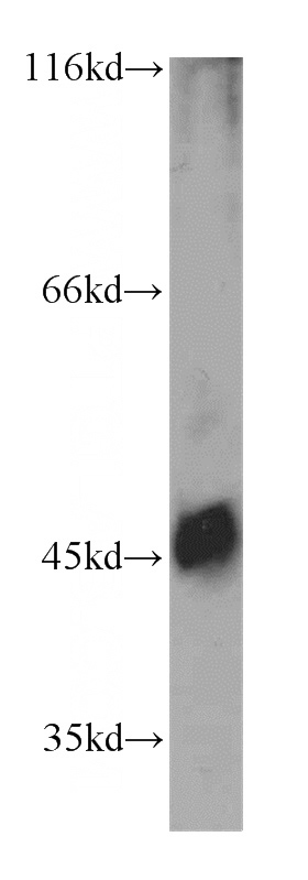 PC-3 cells were subjected to SDS PAGE followed by western blot with Catalog No:108734(C5AR1 antibody) at dilution of 1:800