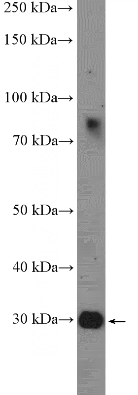 mouse liver tissue were subjected to SDS PAGE followed by western blot with Catalog No:111437(HOXD12 Antibody) at dilution of 1:600