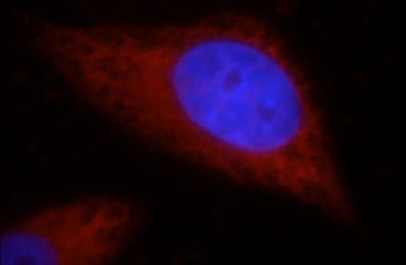 Immunofluorescent analysis of HepG2 cells, using HSPA4 antibody Catalog No:111698 at 1:25 dilution and Rhodamine-labeled goat anti-rabbit IgG (red). Blue pseudocolor = DAPI (fluorescent DNA dye).