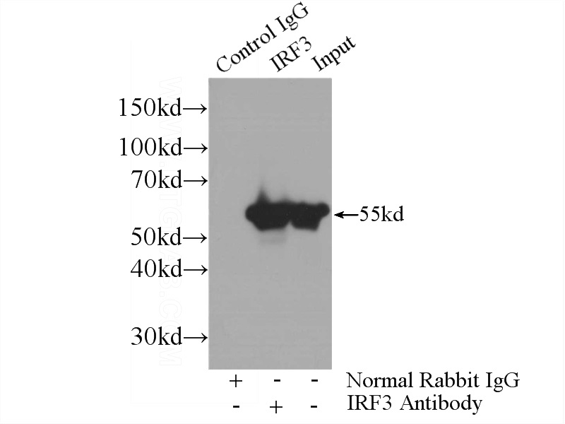 IP Result of anti-IRF3 (IP:Catalog No:111835, 3ug; Detection:Catalog No:111835 1:1000) with Jurkat cells lysate 2400ug.