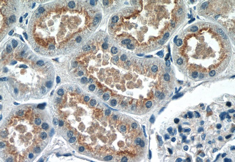 Immunohistochemistry of paraffin-embedded human kidney tissue slide using Catalog No:111073(GPR108 Antibody) at dilution of 1:50 (under 40x lens)