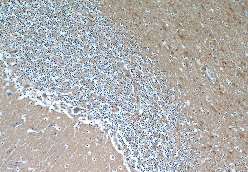 Immunohistochemical of paraffin-embedded human cerebellum using Catalog No:108937(CBLN4 antibody) at dilution of 1:50 (under 10x lens)