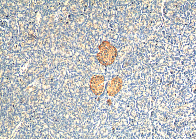 Immunohistochemistry of paraffin-embedded human pancreas tissue slide using Catalog No:107157(CHGA Antibody) at dilution of 1:200 (under 10x lens).