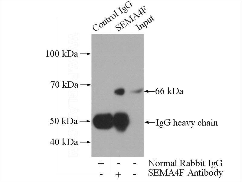 IP Result of anti-SEMA4F (IP:Catalog No:115106, 4ug; Detection:Catalog No:115106 1:500) with HepG2 cells lysate 3600ug.