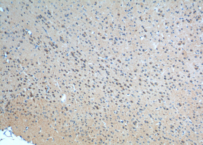 Immunohistochemistry of paraffin-embedded mouse brain tissue slide using Catalog No:112600(GRM1 Antibody) at dilution of 1:200 (under 10x lens). heat mediated antigen retrieved with Tris-EDTA buffer(pH9).