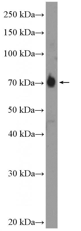 BxPC-3 cells were subjected to SDS PAGE followed by western blot with Catalog No:108043(APPL2 Antibody) at dilution of 1:600