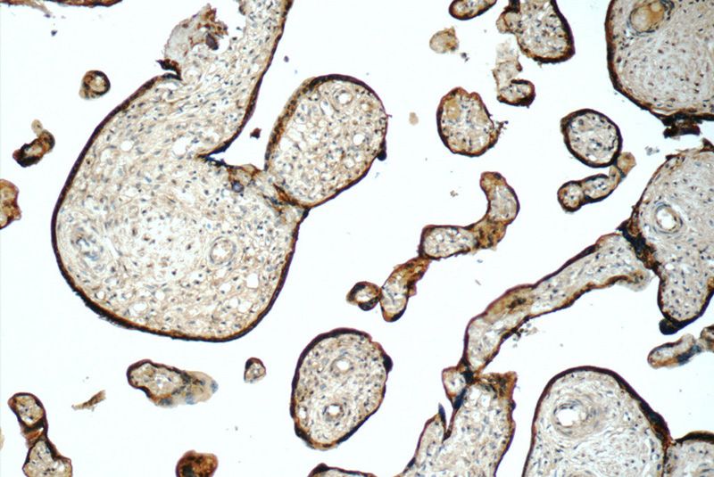 Immunohistochemistry of paraffin-embedded human placenta tissue slide using Catalog No:115225(SIGLEC6 Antibody) at dilution of 1:50 (under 10x lens)