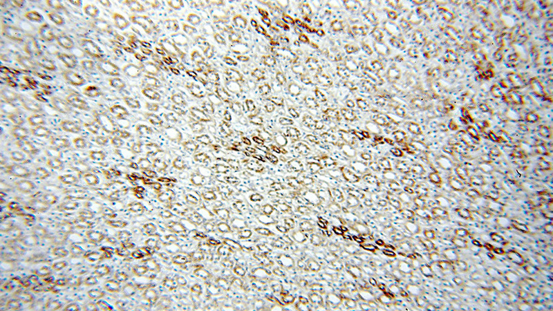 Immunohistochemical of paraffin-embedded human kidney using Catalog No:112097(KLHL20 antibody) at dilution of 1:50 (under 10x lens)