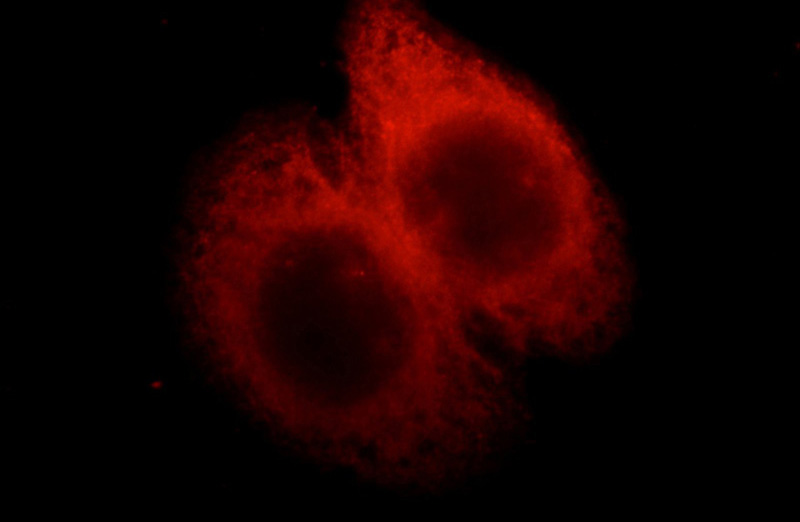 Immunofluorescent analysis of HepG2 cells, using EML1 antibody Catalog No:110241 at 1:25 dilution and Rhodamine-labeled goat anti-rabbit IgG (red).