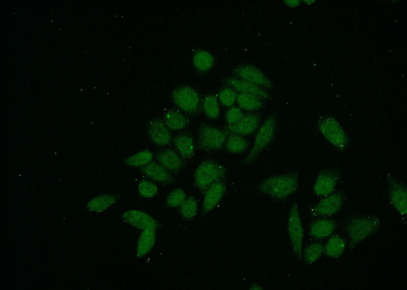 Immunofluorescent analysis of (-20oc Ethanol) fixed HeLa cells using Catalog No:116580(USF1 Antibody) at dilution of 1:50 and Alexa Fluor 488-congugated AffiniPure Goat Anti-Rabbit IgG(H+L)