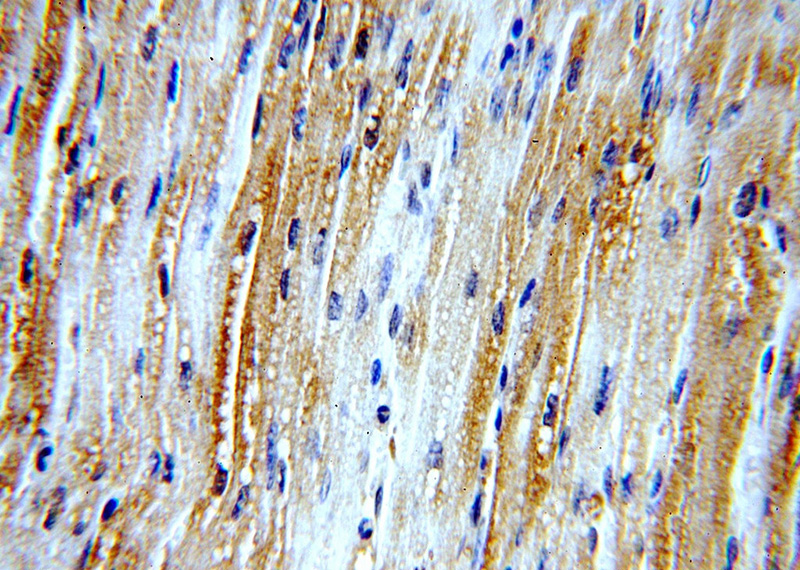 Immunohistochemical of paraffin-embedded human heart using Catalog No:112183(LDHA-Specific antibody) at dilution of 1:100 (under 40x lens)