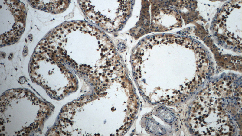 Immunohistochemistry of paraffin-embedded human testis slide using Catalog No:115980(TAF15 Antibody) at dilution of 1:50