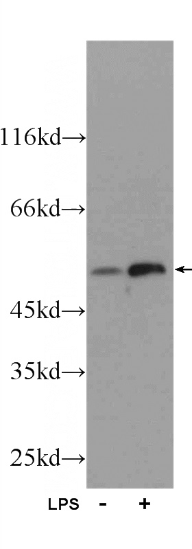 LPS treated RAW 264.7 cells were subjected to SDS PAGE followed by western blot with Catalog No:111617(IFIT1 Antibody) at dilution of 1:600