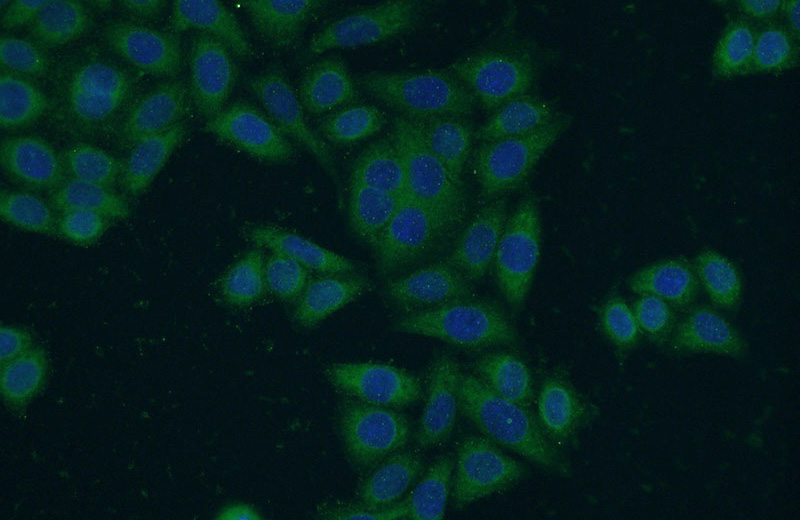 Immunofluorescent analysis of HeLa cells using Catalog No:113031(NCAPG Antibody) at dilution of 1:50 and Alexa Fluor 488-congugated AffiniPure Goat Anti-Rabbit IgG(H+L)