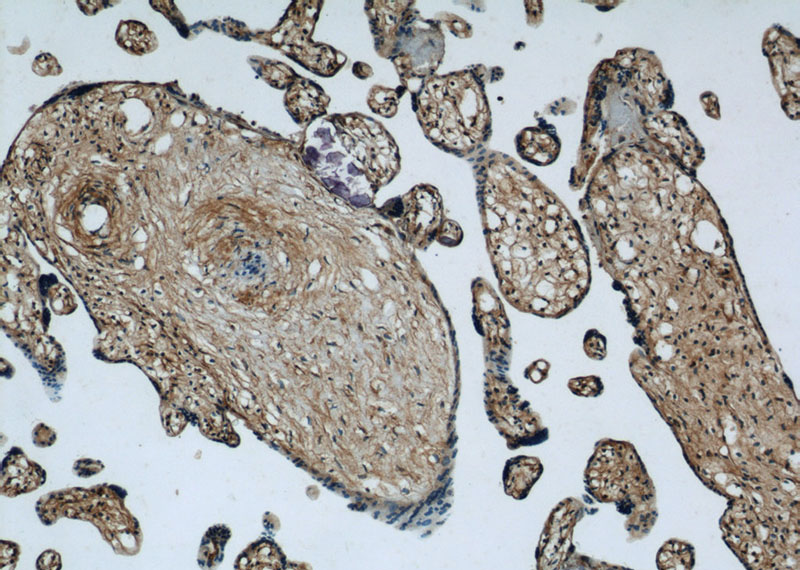 Immunohistochemical of paraffin-embedded human placenta using Catalog No:112390(MAGED1 antibody) at dilution of 1:50 (under 10x lens)