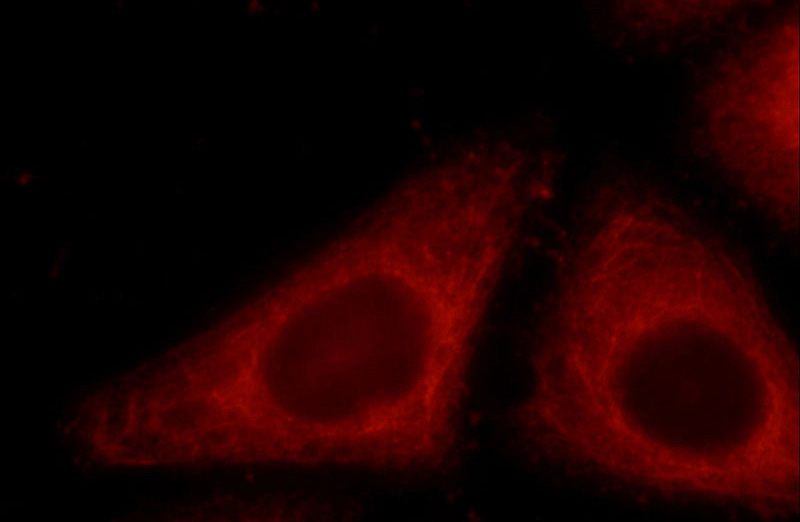 Immunofluorescent analysis of HeLa cells using Catalog No:110373(ERP29 Antibody) at dilution of 1:25 and Rhodamine-Goat anti-Rabbit IgG