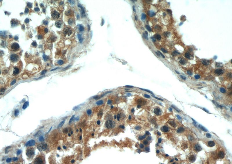 Immunohistochemical of paraffin-embedded human testis using Catalog No:116733(VDAC3 antibody) at dilution of 1:50 (under 40x lens)