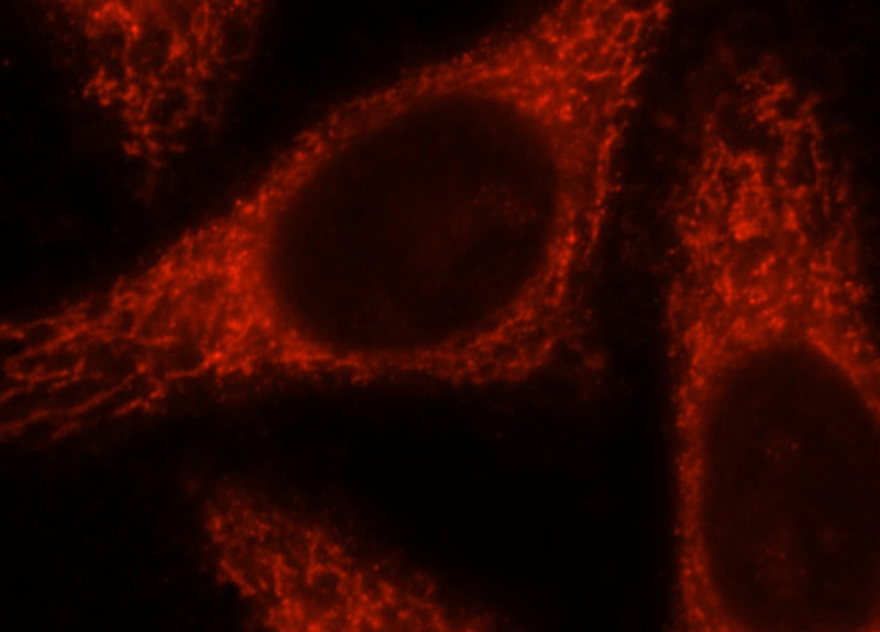 Immunofluorescent analysis of HepG2 cells, using MRPL10 antibody Catalog No:112809 at 1:25 dilution and Rhodamine-labeled goat anti-rabbit IgG (red).