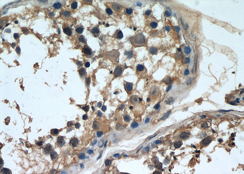 Immunohistochemistry of paraffin-embedded human testis slide using Catalog No:107323(NCALD Antibody) at dilution of 1:50