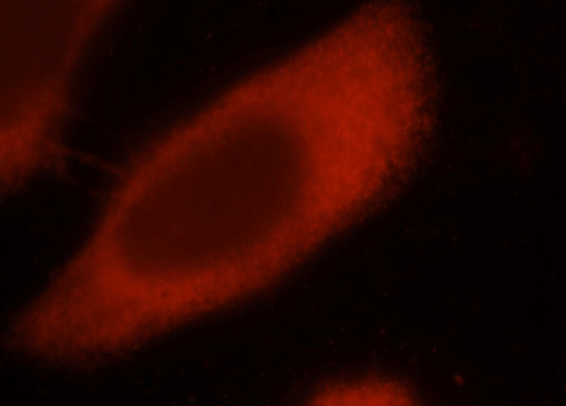 Immunofluorescent analysis of Hela cells, using EIF4E3 antibody Catalog No:110261 at 1:25 dilution and Rhodamine-labeled goat anti-rabbit IgG (red).