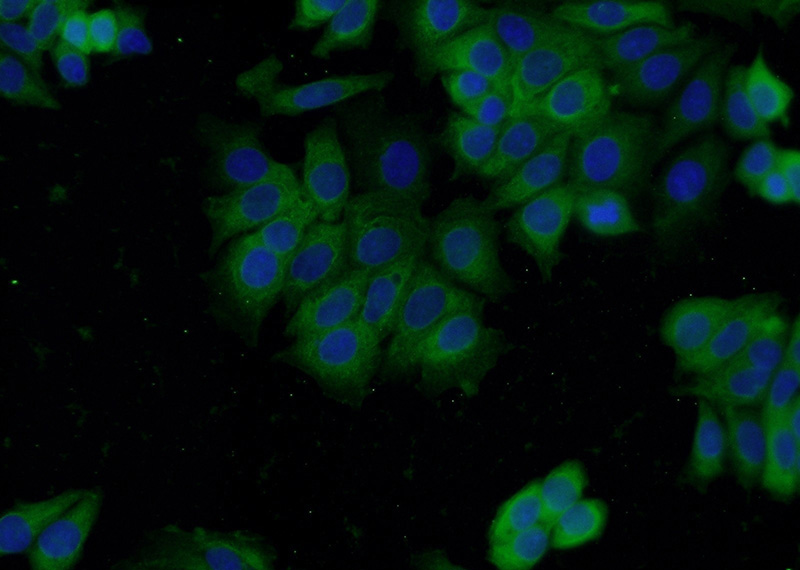 Immunofluorescent analysis of MCF-7 cells using Catalog No:109971(DNPEP Antibody) at dilution of 1:50 and Alexa Fluor 488-congugated AffiniPure Goat Anti-Rabbit IgG(H+L)