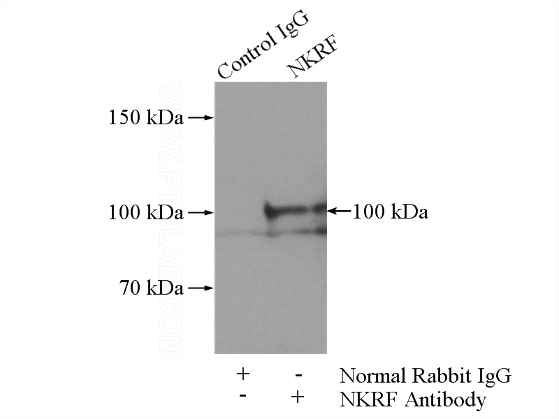 IP Result of anti-NKRF (IP:Catalog No:113200, 3ug; Detection:Catalog No:113200 1:1000) with A549 cells lysate 1000ug.