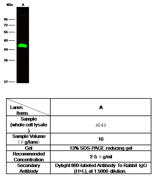 CD82 / KAI-1 Antibody, Rabbit PAb, Antigen Affinity Purified, Western blot