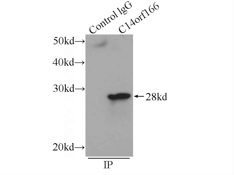 IP Result of anti-CLE; C14orf166 (IP:Catalog No:108661, 3ug; Detection:Catalog No:108661 1:700) with Jurkat cells lysate 1080ug.