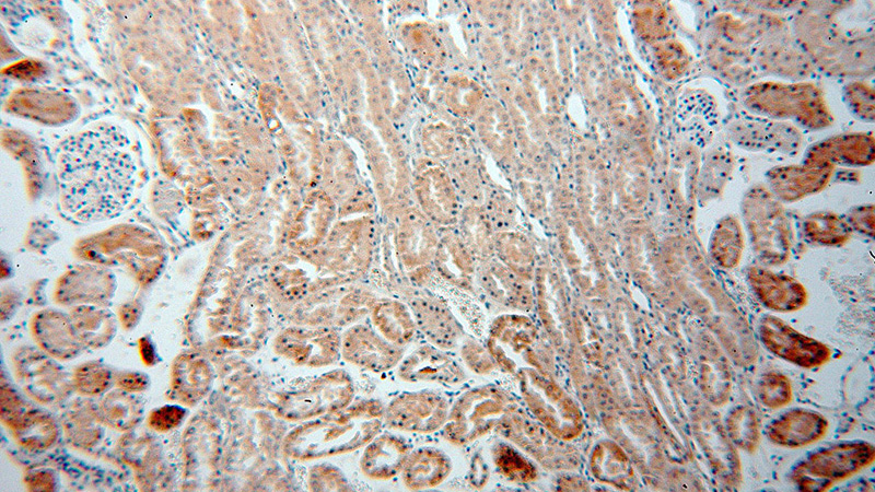 Immunohistochemical of paraffin-embedded human kidney using Catalog No:112438(MAPKAP1 antibody) at dilution of 1:100 (under 10x lens)