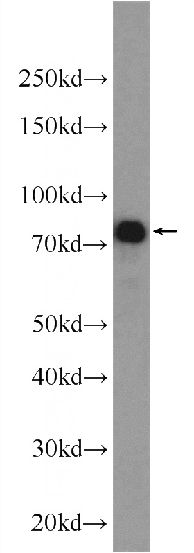 HEK-293 cells were subjected to SDS PAGE followed by western blot with Catalog No:111839(IRF7 Antibody) at dilution of 1:600