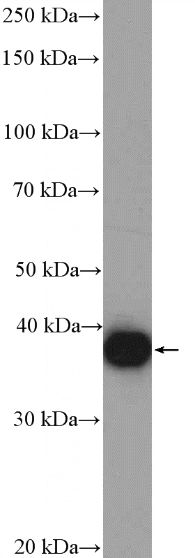 MCF-7 cells were subjected to SDS PAGE followed by western blot with Catalog No:110287(EBP2 Antibody) at dilution of 1:2000