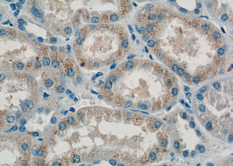 Immunohistochemistry of paraffin-embedded human kidney tissue slide using Catalog No:114349(PXMP2 Antibody) at dilution of 1:50 (under 40x lens)