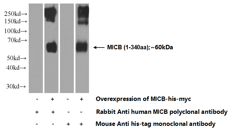 Transfected HEK-293 cells were subjected to SDS PAGE followed by western blot with Catalog No:112612(MICB Antibody) at dilution of 1:3000