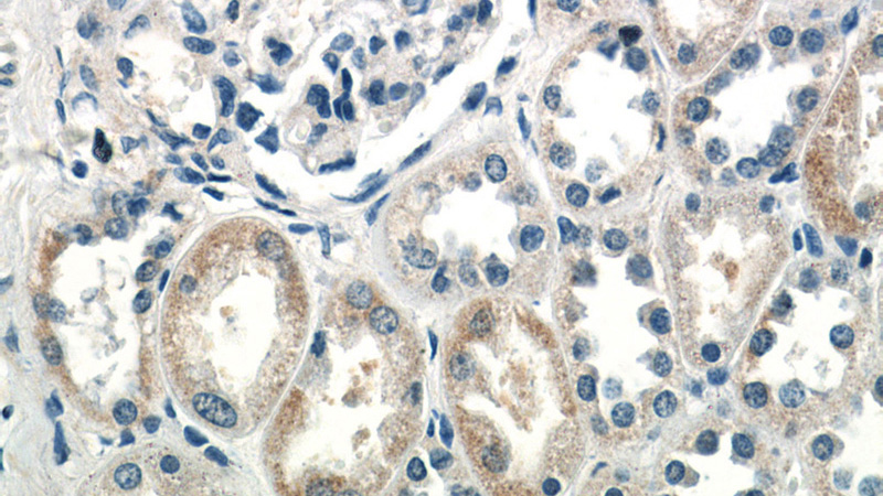Immunohistochemistry of paraffin-embedded human kidney tissue slide using Catalog No:111619(IFIT2 Antibody) at dilution of 1:50 (under 40x lens)