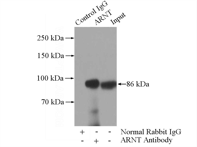 IP Result of anti-ARNT,HIF1B (IP:Catalog No:108158, 4ug; Detection:Catalog No:108158 1:1000) with HepG2 cells lysate 3600ug.