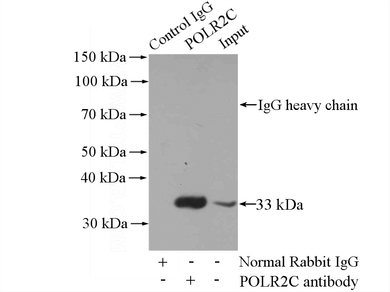 IP Result of anti-POLR2C (IP:Catalog No:114040, 4ug; Detection:Catalog No:114040 1:500) with HeLa cells lysate 2000ug.